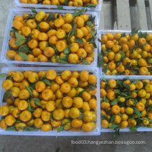 Fresh Nan Feng Baby Mandarin